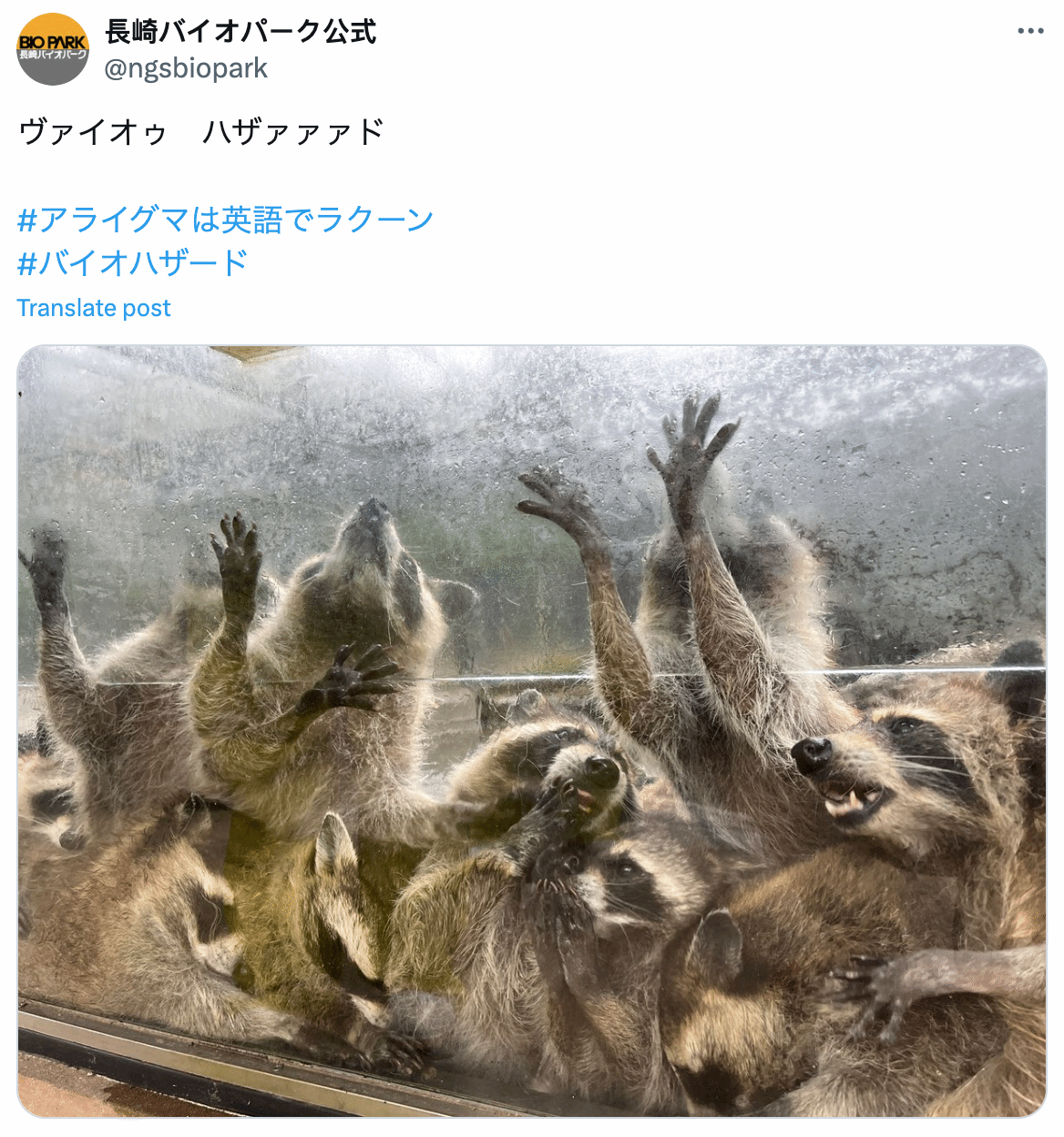日本動物園發浣熊驚悚照 《生化》官方翻牌：太像了