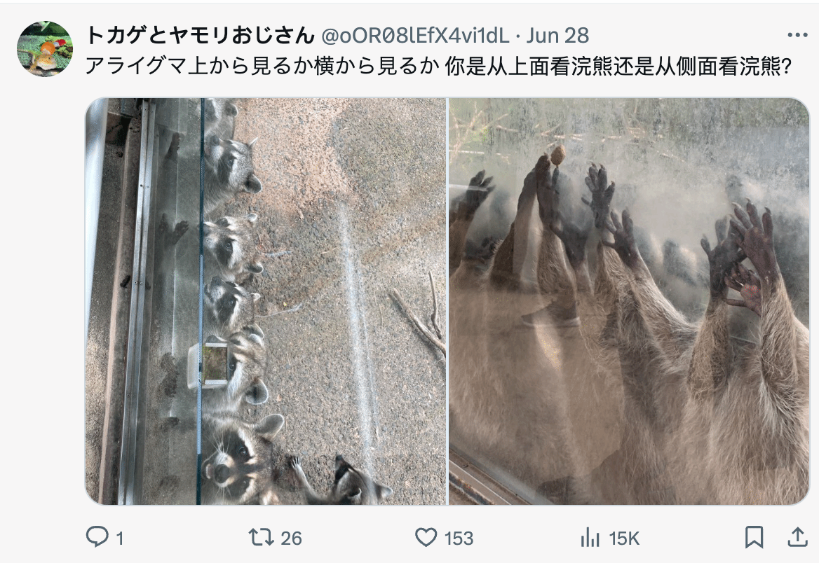 日本動物園發浣熊驚悚照 《生化》官方翻牌：太像了